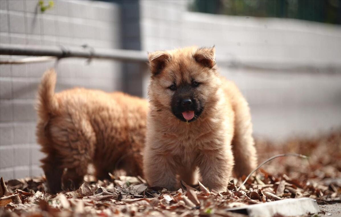 建议穷人养的10种狗爱干净,公认好养的6种狗特别适合新手