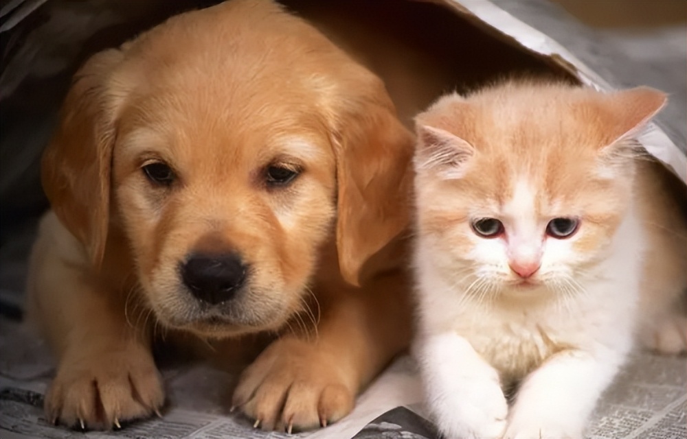 营养均衡的宠物零食哪个牌子好