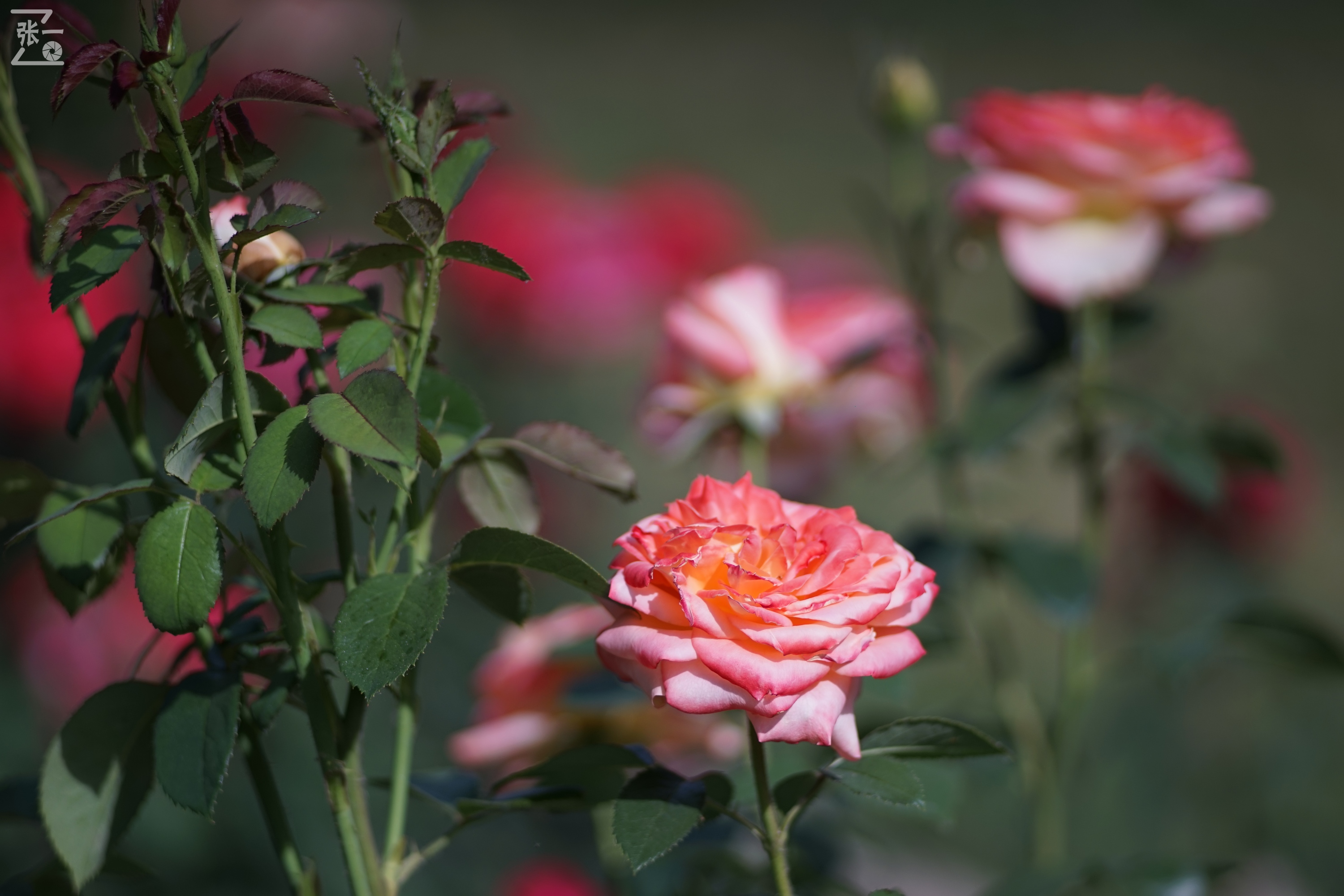 蔡司sonnar50毫米,蔡司sonnar镜头生产年份