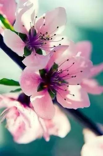 在春暖花开季节遇见浪漫,浪漫总是发生在春暖花开时配音