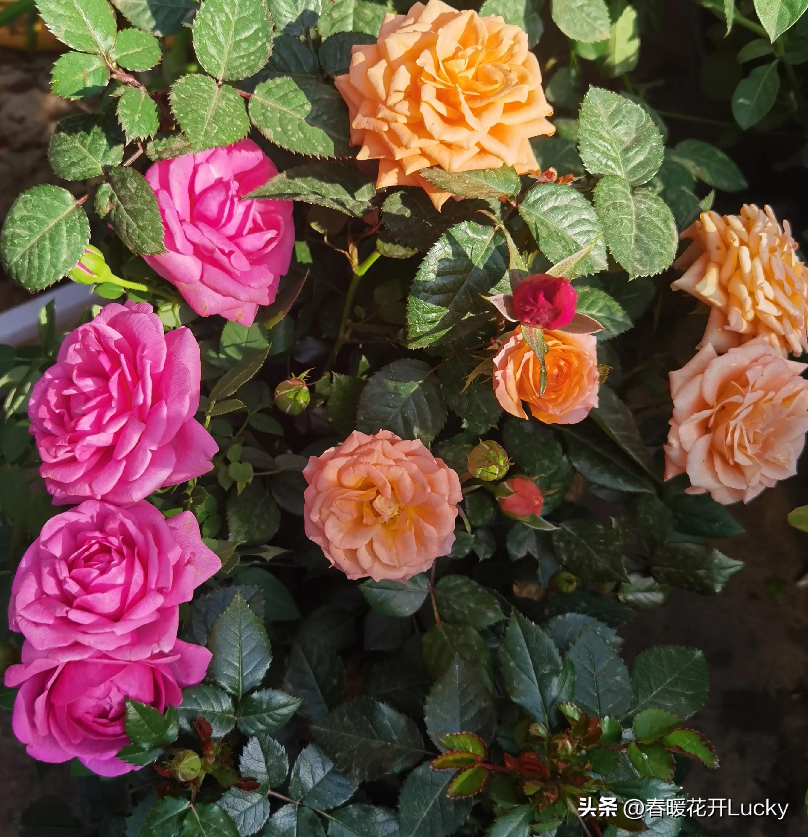 花红花火中的花火,火黄色月季花