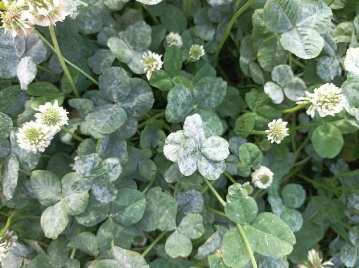 12月份园林绿化养护工作重点,元月份园林养护重点工作