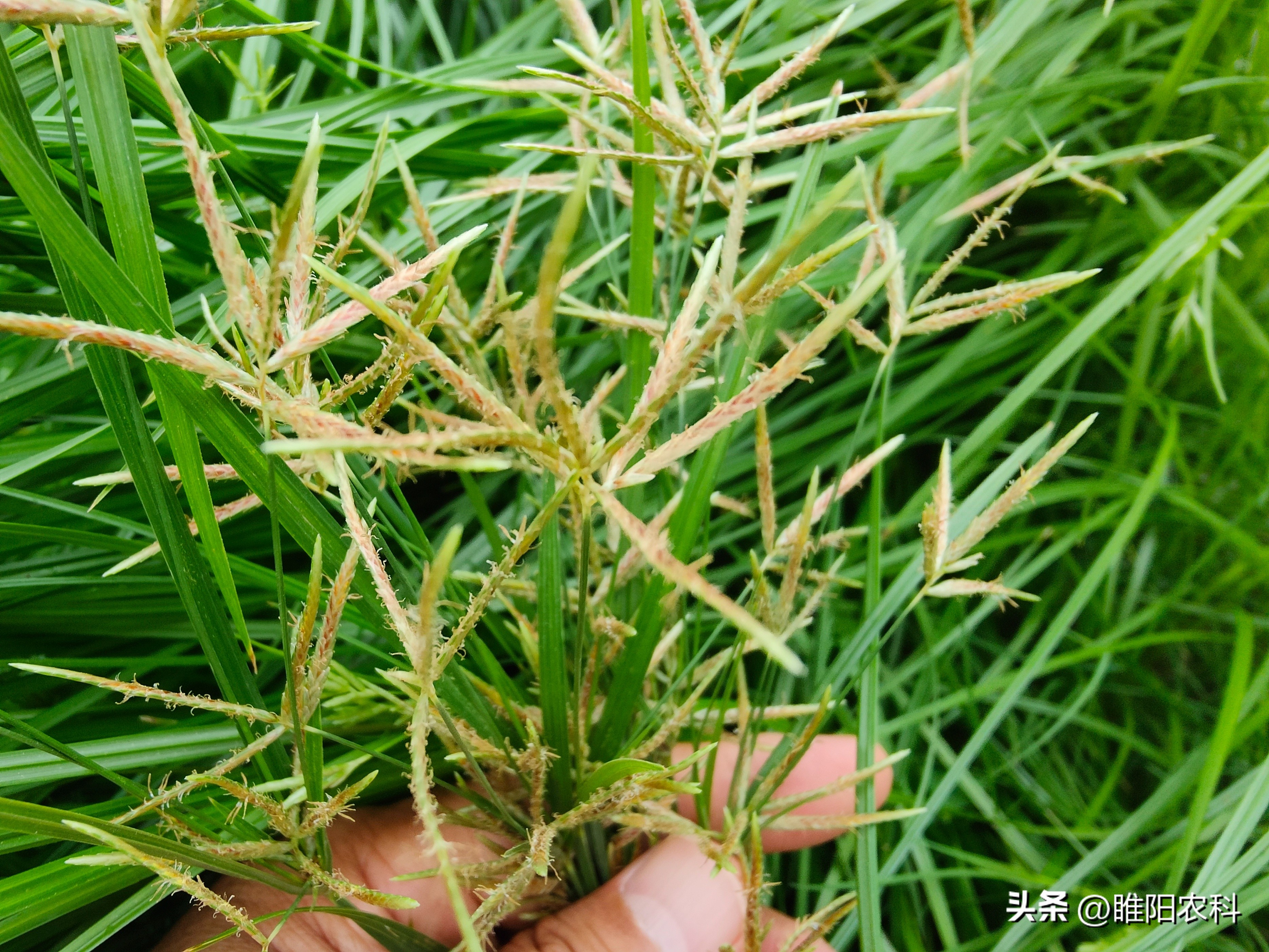 草甘膦防除恶性杂草,除杂草什么草甘膦最好