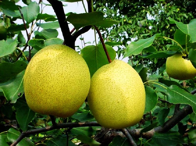 梨被人们誉为百果之宗的水果,梨被誉为百果之宗