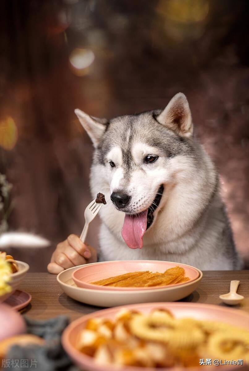 宠物口臭怎么解决,宠物口臭的解决方法