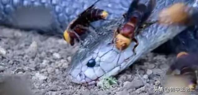 虎头蜂在哪里泛滥成灾,大窝虎头蜂