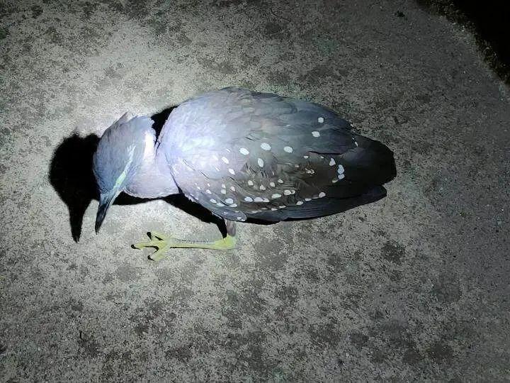 世界上最神秘的鸟海南鳽现身江西,海金沙广东连山发现海南虎斑鳽