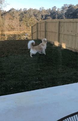 主人监控金毛,主人跟踪狗狗