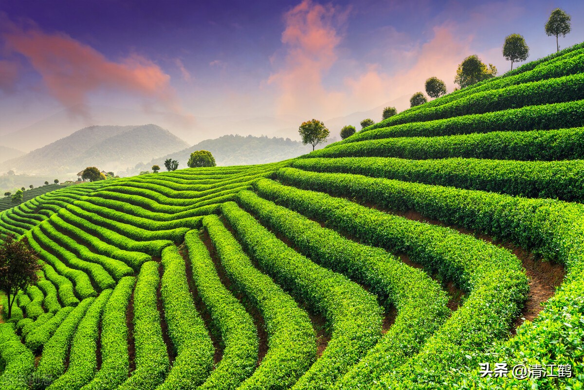 茶树不再结花蕾不开花是什么原因,为什么茶树不发芽