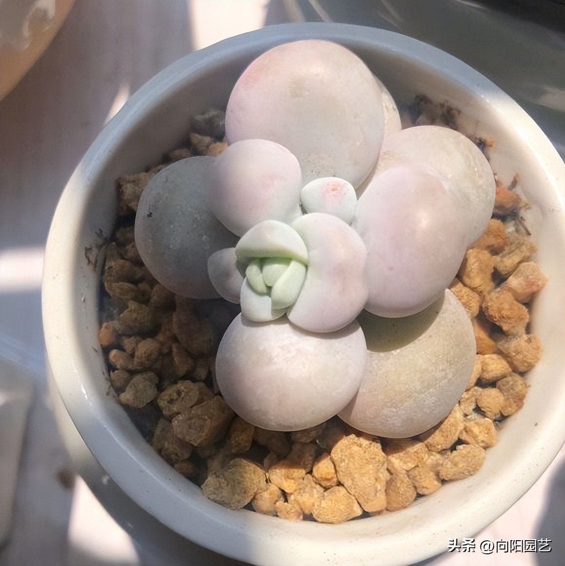 春天买的多肉怎么养,春天买多肉怎么放