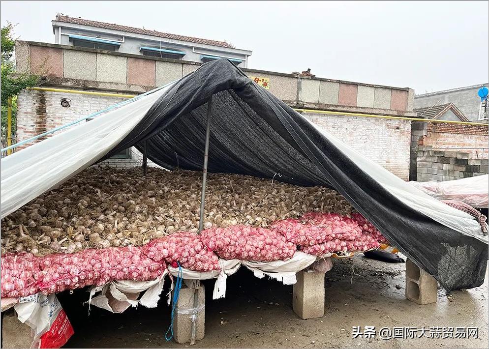 晒蒜因雨出现霉变行情何去何从