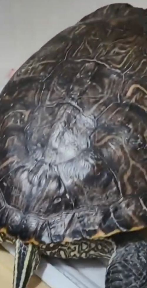 养了六年的乌龟终于下蛋了,养了13年的乌龟终于下蛋了