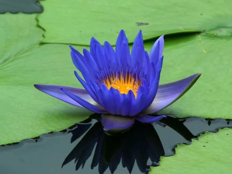 国色天香秀色可餐的美女 (秀色可餐与国色天香)