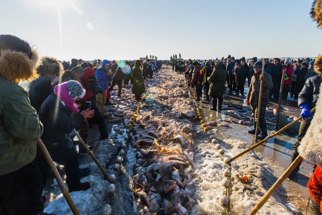 四大淡水名鱼是些什么鱼,四大家鱼青鱼是鲤鱼吗