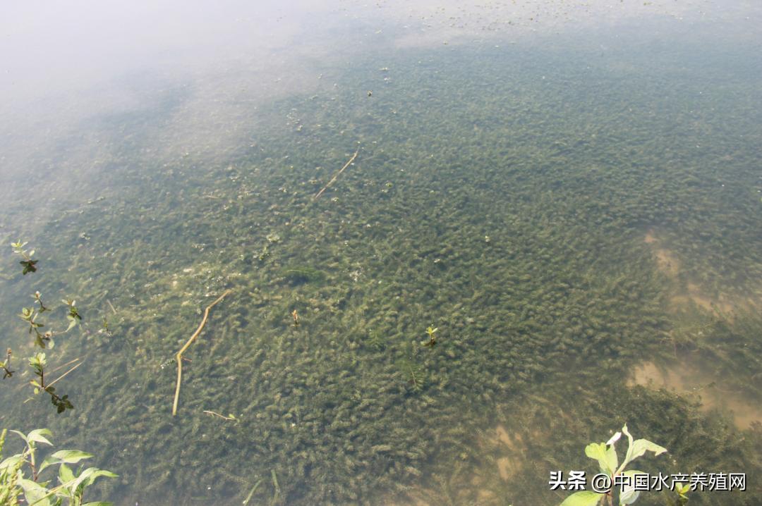 高温死蟹,防止青蟹死亡