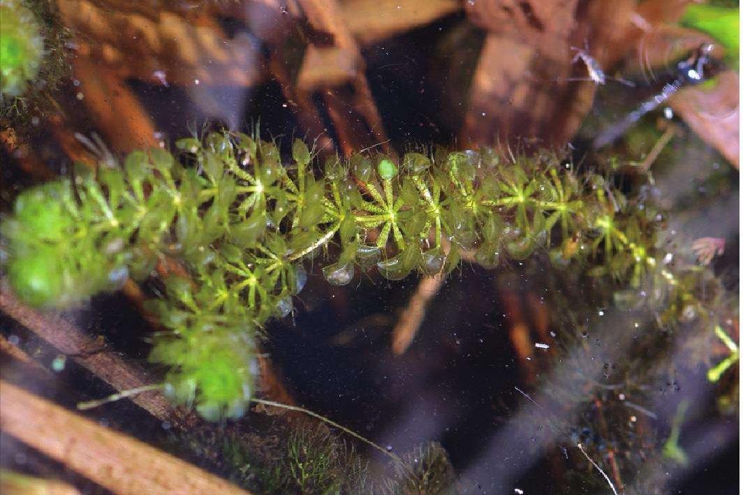 设置陷阱捕捉昆虫植物,设陷阱抓石斑鱼
