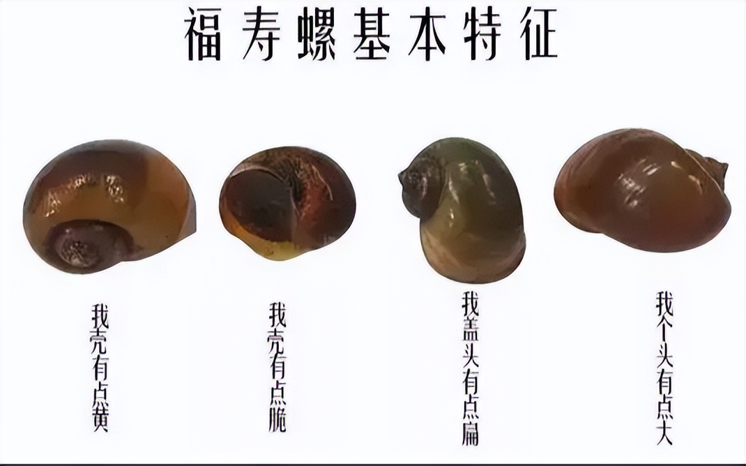 螺蛳列为保护动物还能吃吗,螺蛳真的被列为保护动物了吗