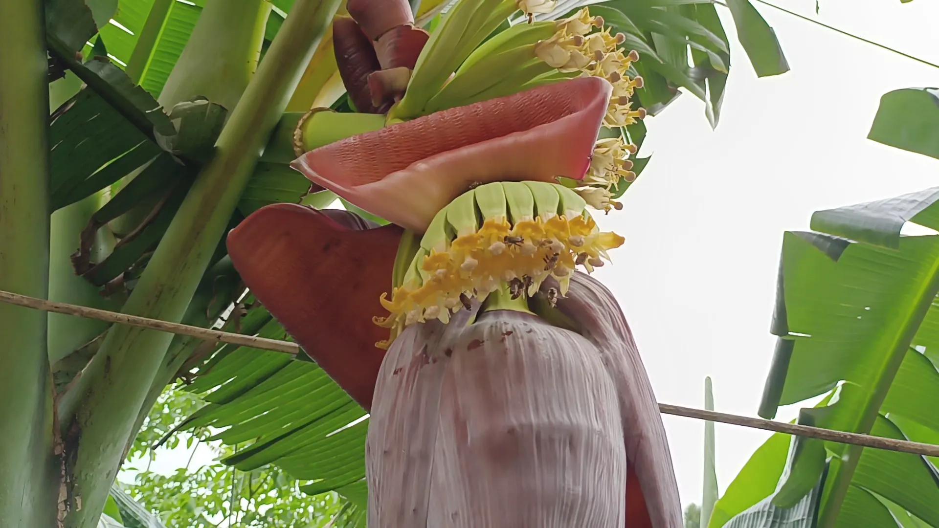 蜜蜂增群最快的方法,如何让蜜蜂弱群快速造脾