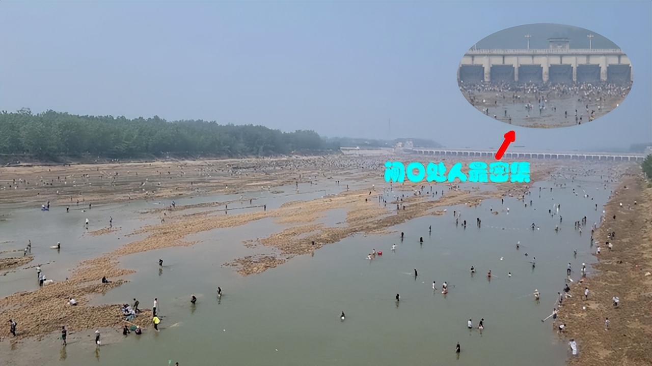 嶂山闸关闸大鱼搁浅，引发“万人捕鱼盛会”，捞条青鱼可卖260元