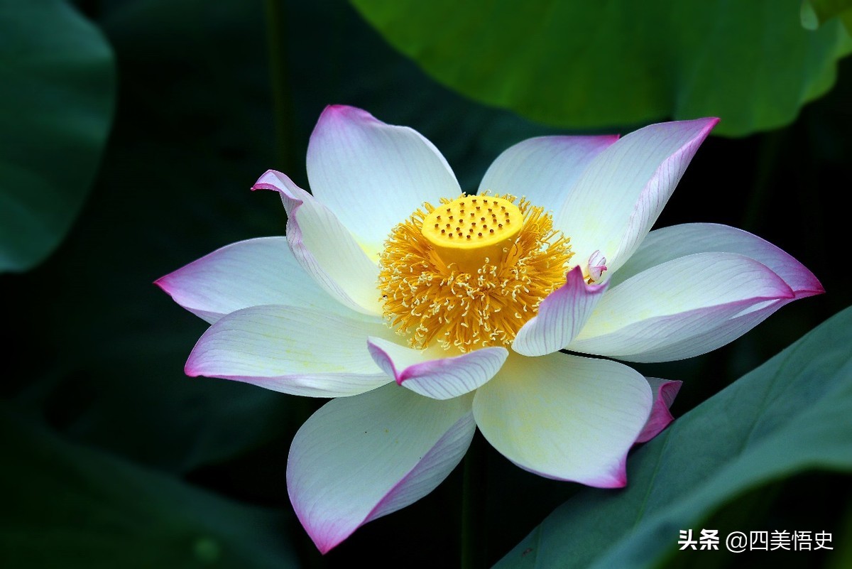 荷花出淤泥而不染濯清涟而不妖,濯清涟而不妖说的是荷花还是莲花