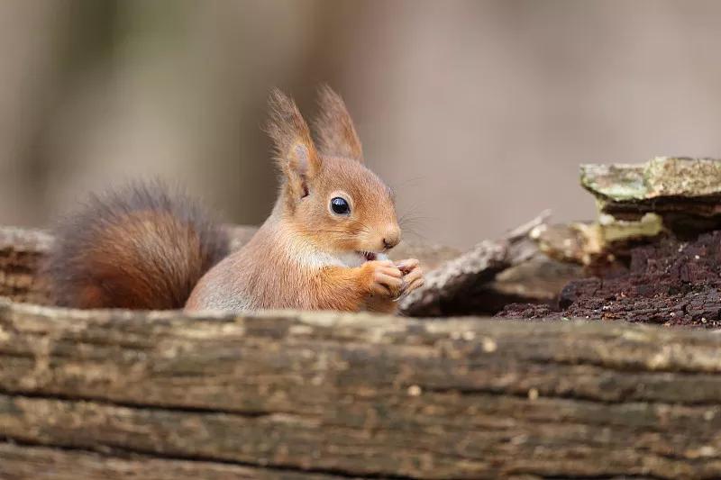 什么宠物对纯素食者最好,好养且可以食用的宠物有哪些