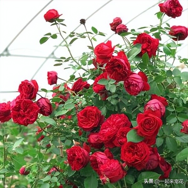 十大好养的月季,小众很仙月季