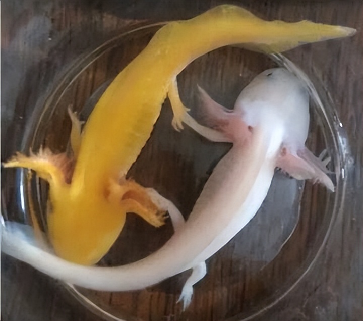 六角恐龙在墨西哥的原生态环境,娃娃鱼墨西哥钝口螈六角恐龙