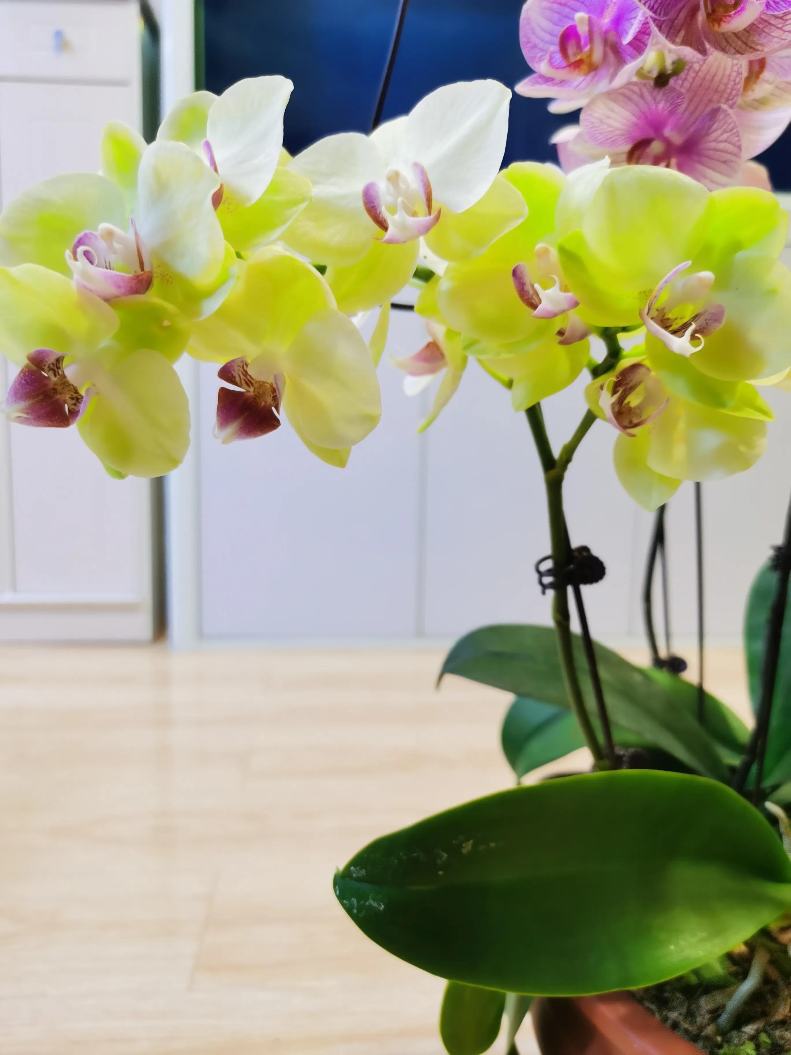 粉黛佳人水仙,紫水仙图片大全