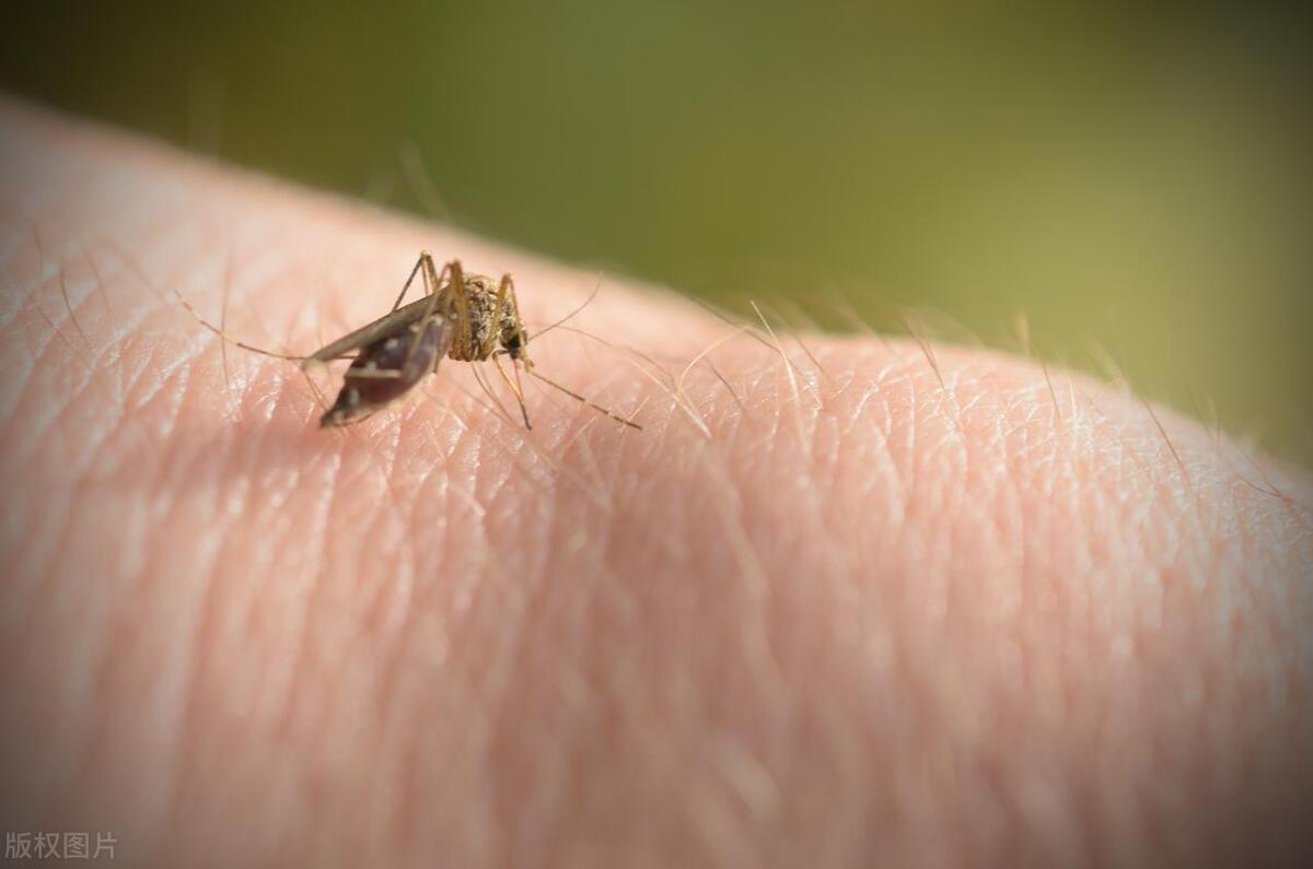 家里有蚊子小妙招怎么去除蚊子,怎么彻底消灭蚊子家里蚊子多