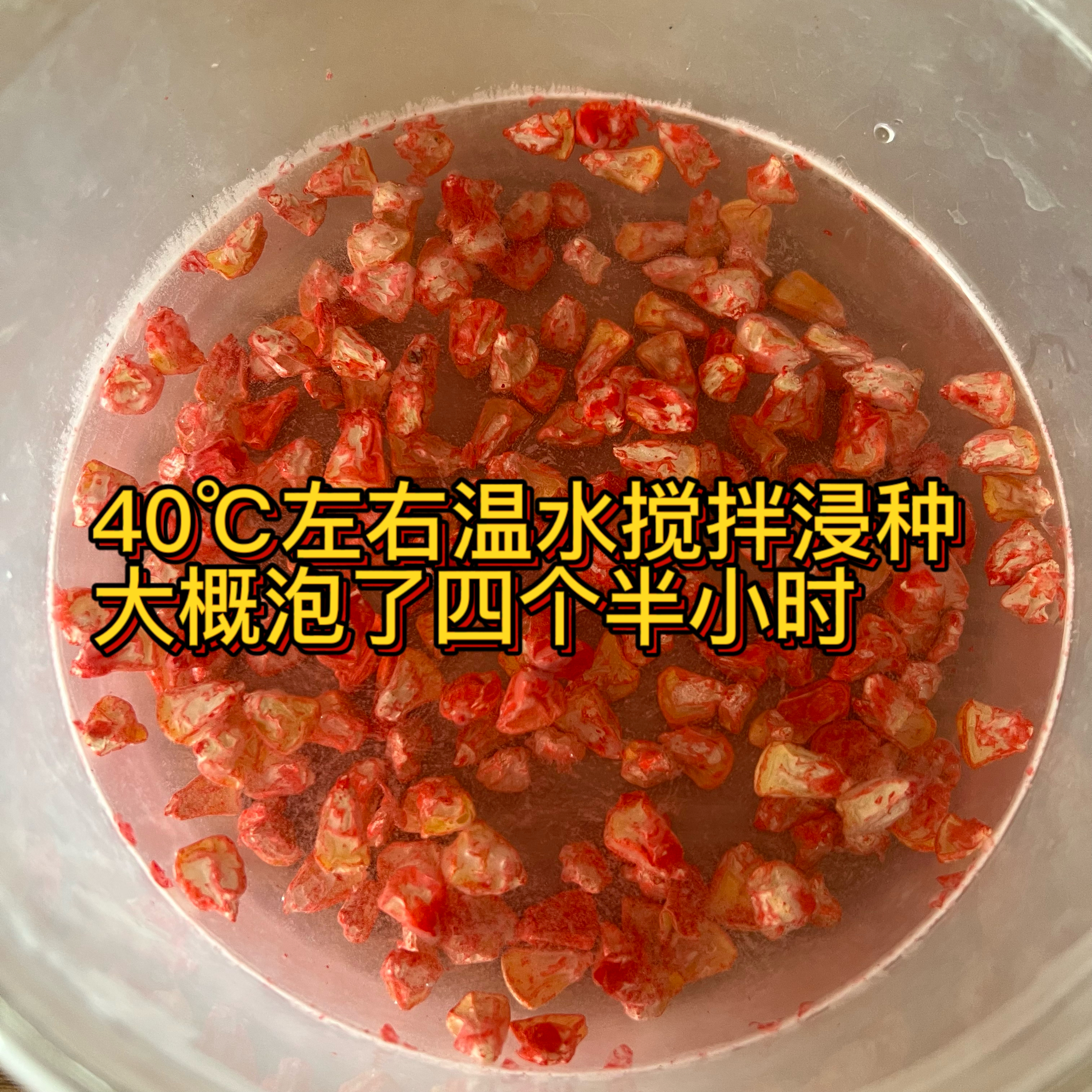 春播玉米种子什么品种好,春播糯玉米最好的品种