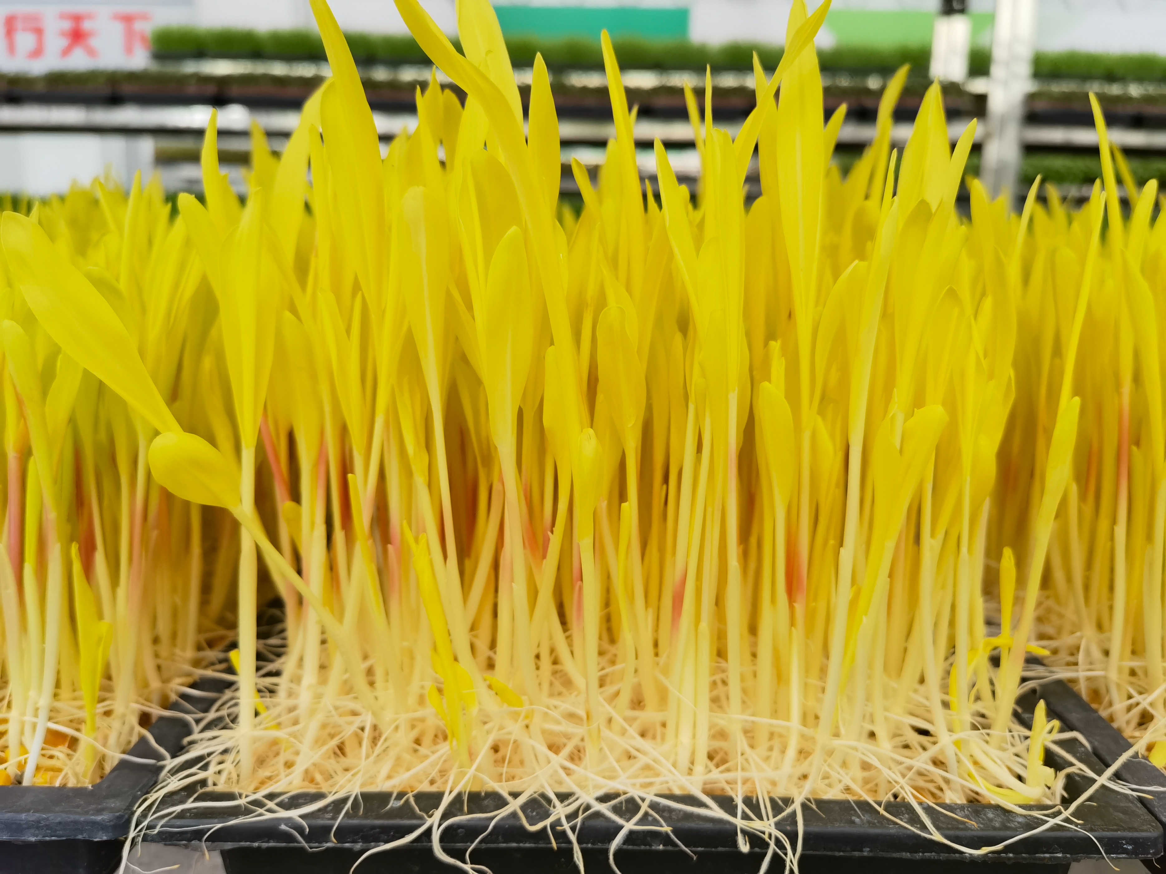 芽苗菜在全国的销售情况,芽苗菜销售平台