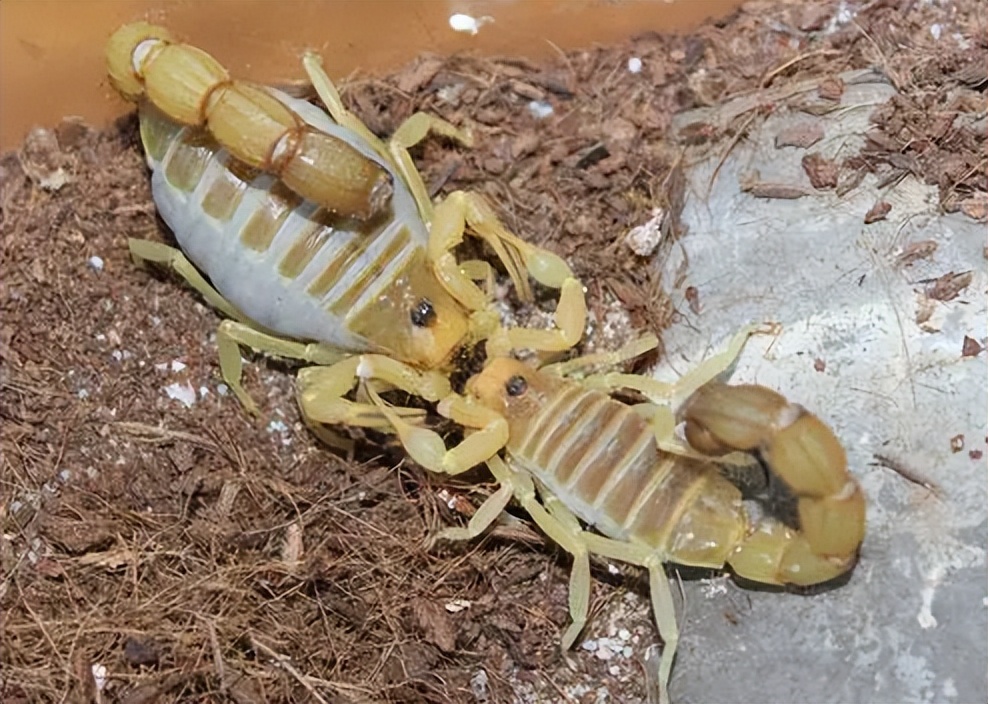 不同蝎子的生存温度,不同物种的蝎子