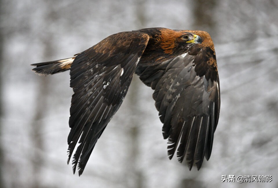 z9拍鸟照片,z9相机购买攻略