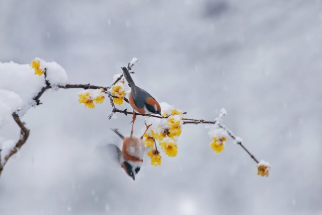 棋牌王的苦恼（短篇小说）