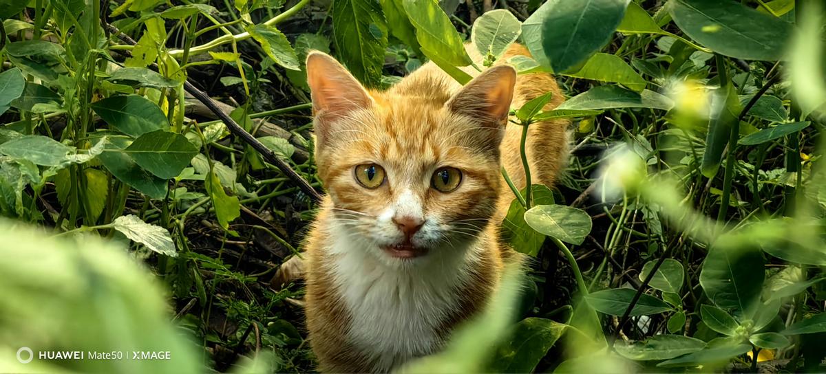 华为mate50值不值入手评测,华为mate50系列性价比高的