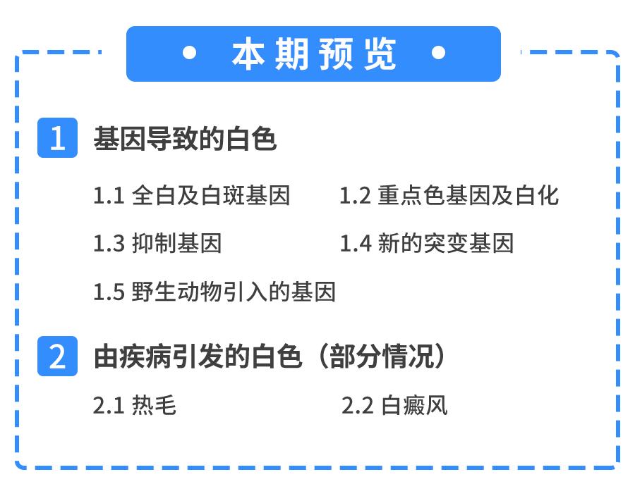 猫身上掉下来有白色颗粒是什么,猫身上白色的是什么