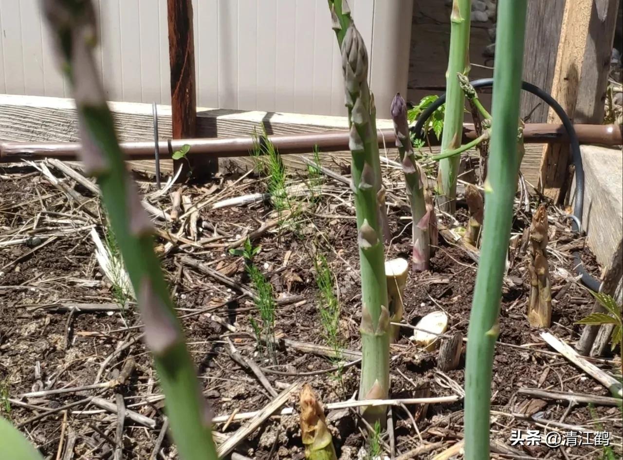 露笋高产吗,莴笋的种植方法和时间