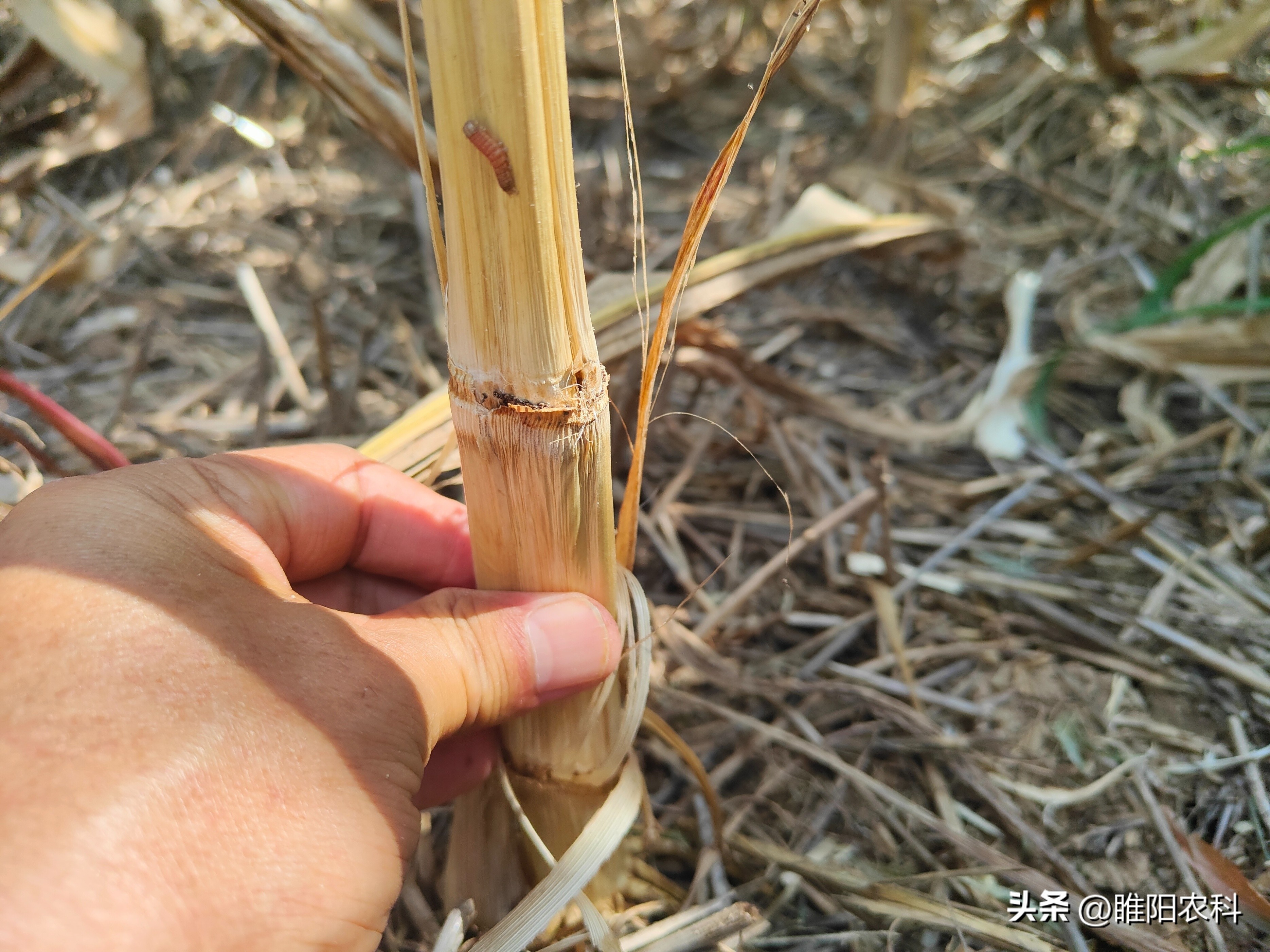 玉米死杆怎么办,玉米生长后期发生枯死是什么原因