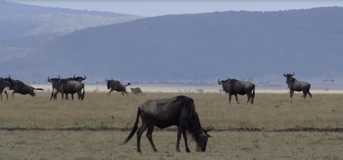 非洲草原上的“粮库”角马，社交与繁殖方式，都十分奇特