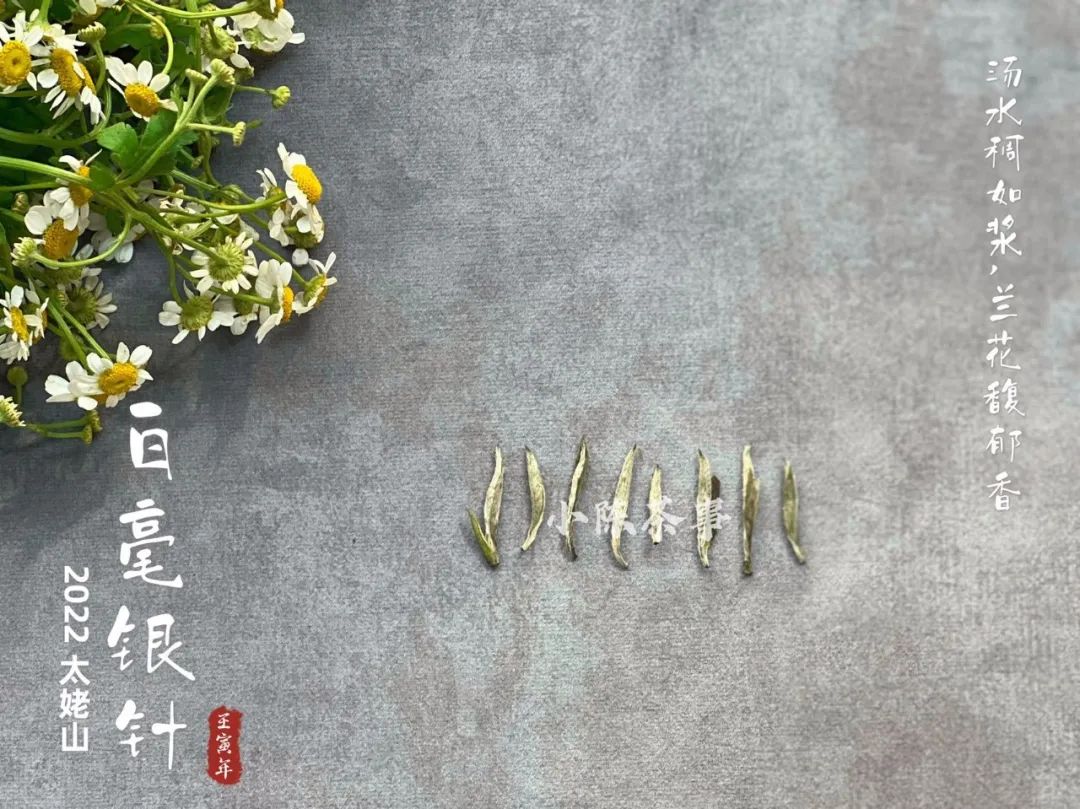 选购白毫银针只需看这5点,好的白毫银针质量鉴别