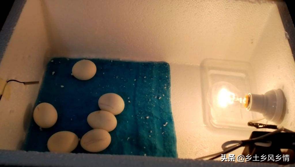 小鸡孵化器制作简单不用电灯泡,如何用电灯泡制作小鸡孵化器