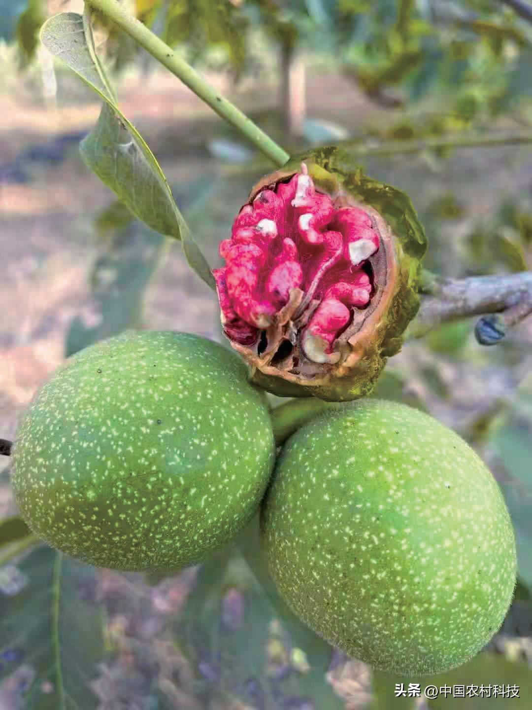 红仁核桃产业前景如何,商洛引进红仁核桃