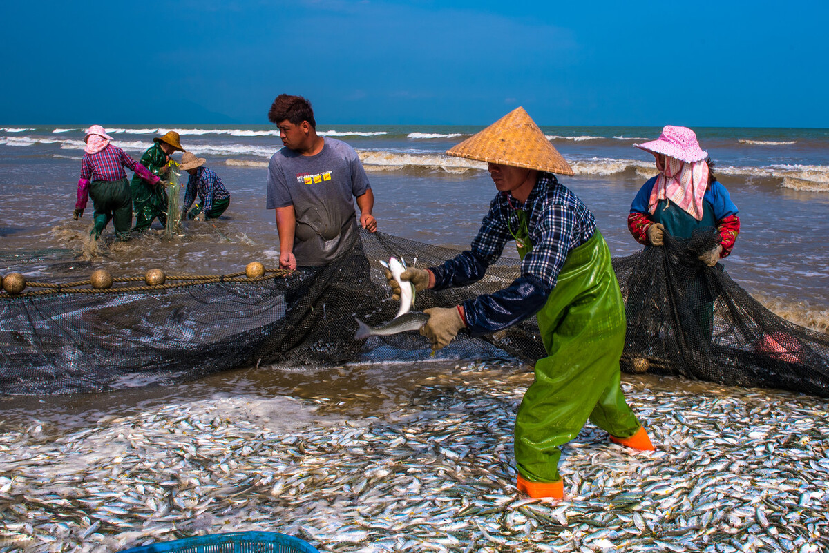 农村养殖罗非最有前景,养殖创业记录视频