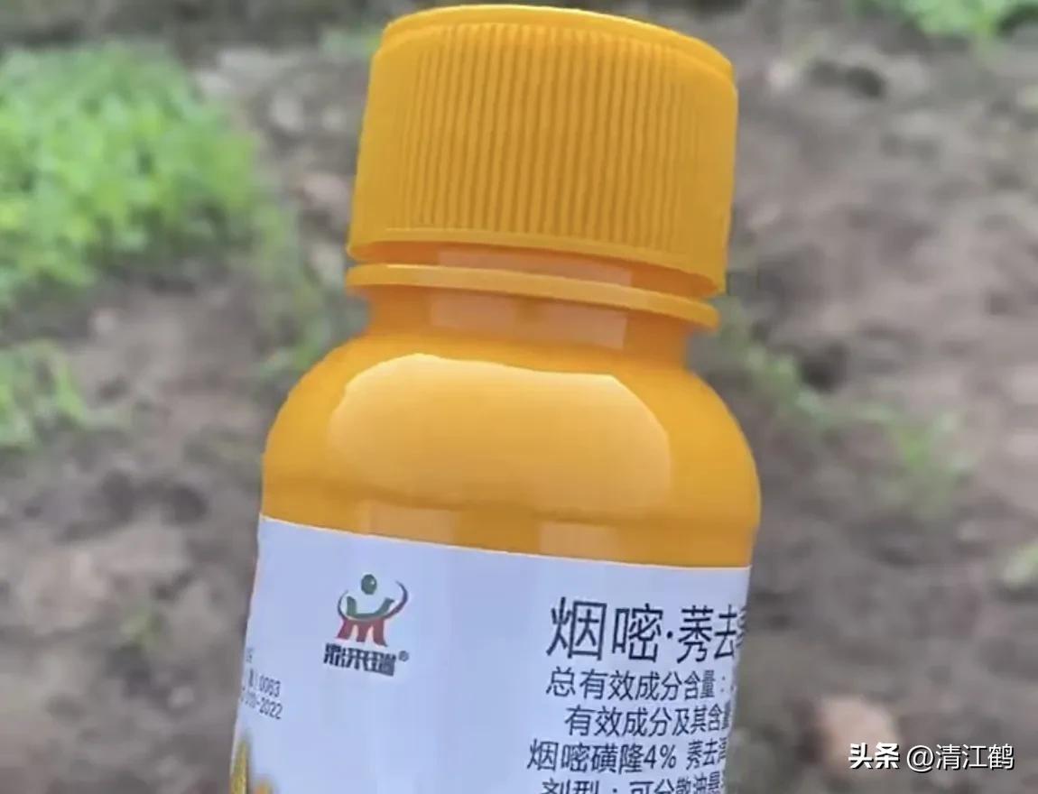 玉米除草剂药害最佳补救方法,玉米24d丁酯除草药害图片