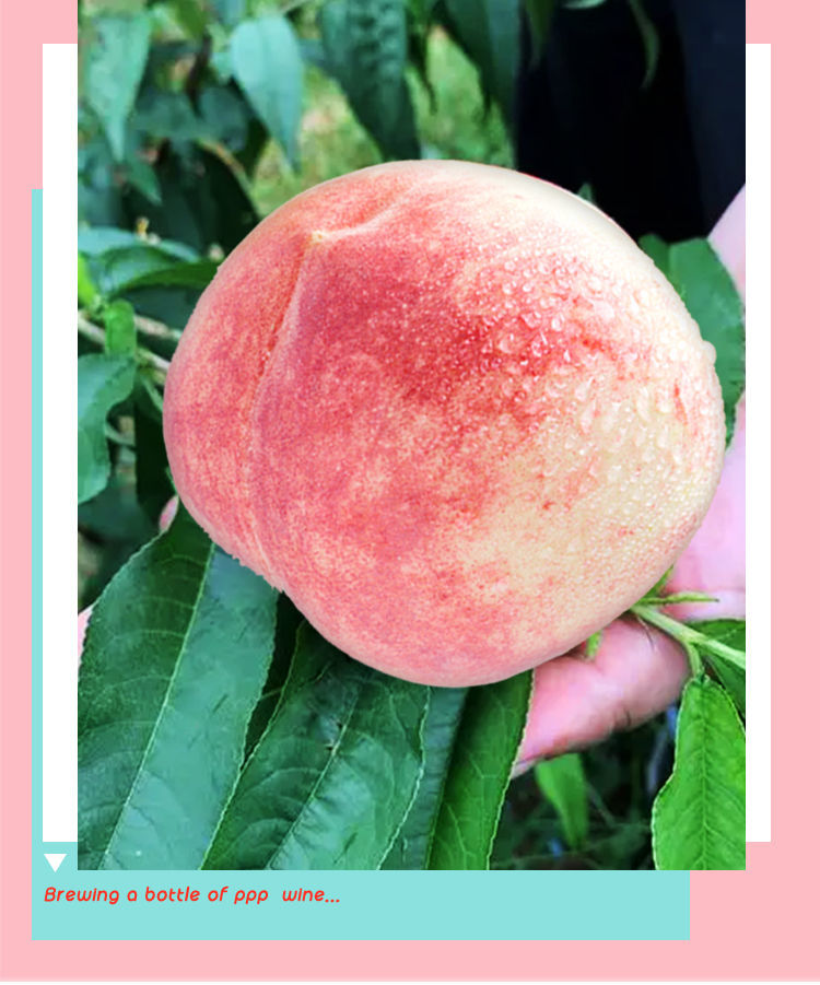 适合女生喝的高颜值果酒整箱,适合女生喝的微醺的果酒可入睡