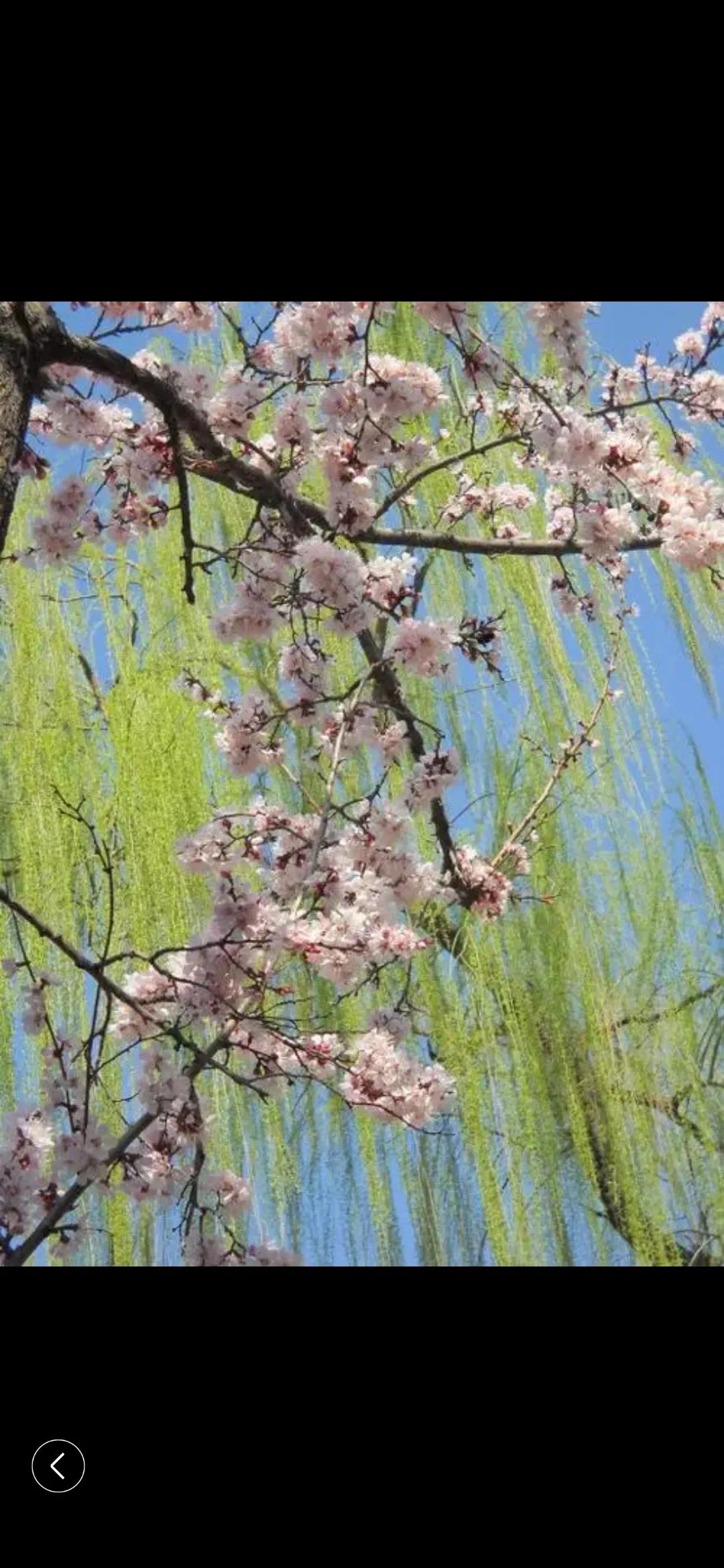 小猴子学艺,小猴子学什么才艺好