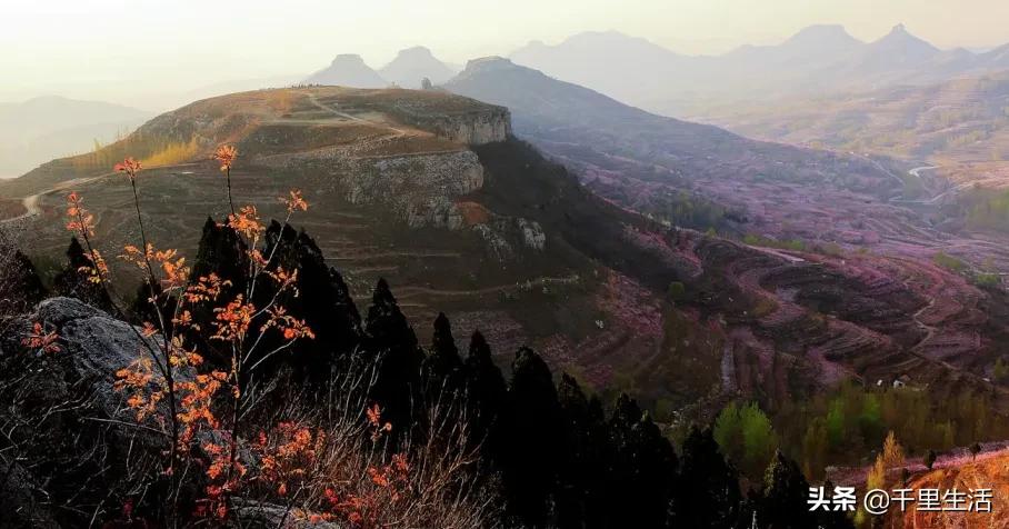 现摘正宗山东蒙阴脆甜黄油桃,山东蒙阴蜜桃之乡的桃子上市啦