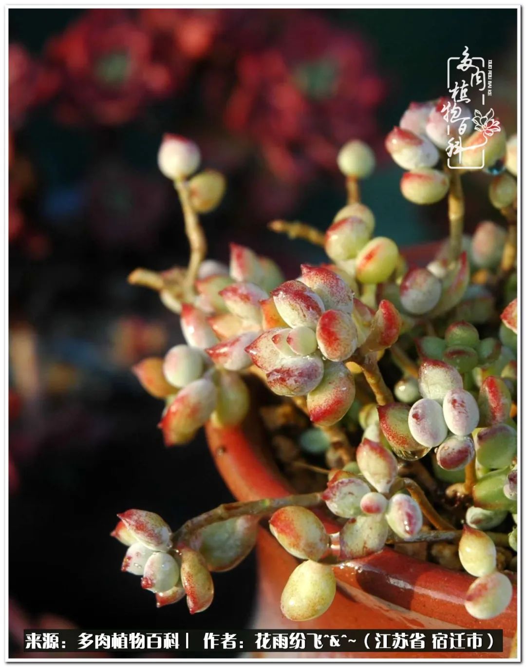 回味童年无忧无虑的快乐时光,童年最快乐的时光