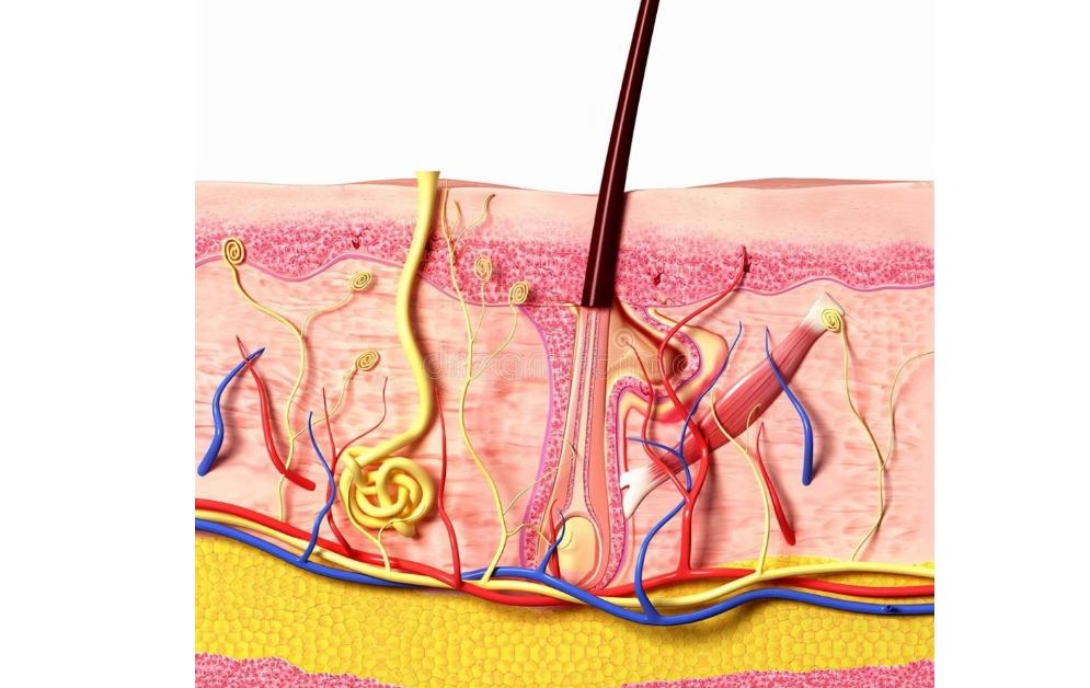 有些女性下身无毛是怎么回事？这4个原因，为了健康，最好了解
