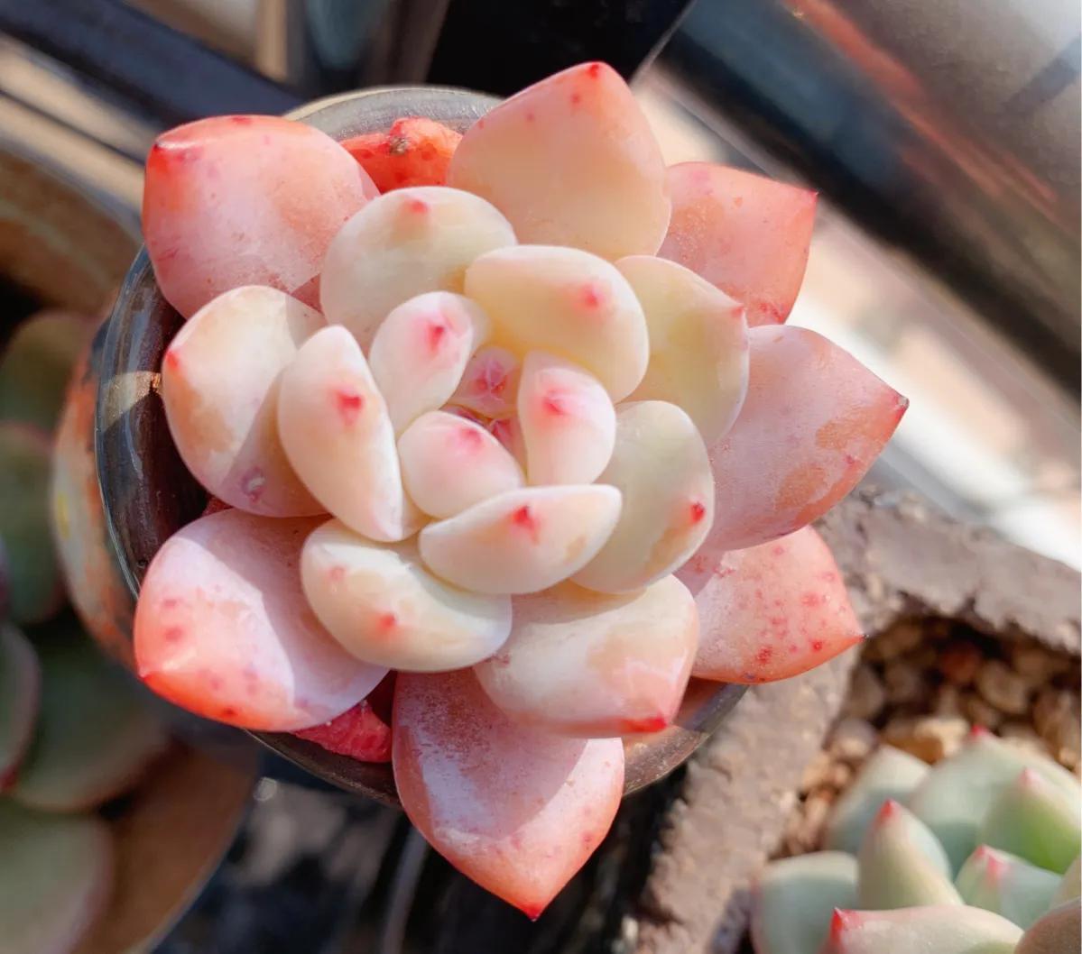 好看又度夏容易的多肉品种,油画棒绘画治愈系简单多肉葡萄